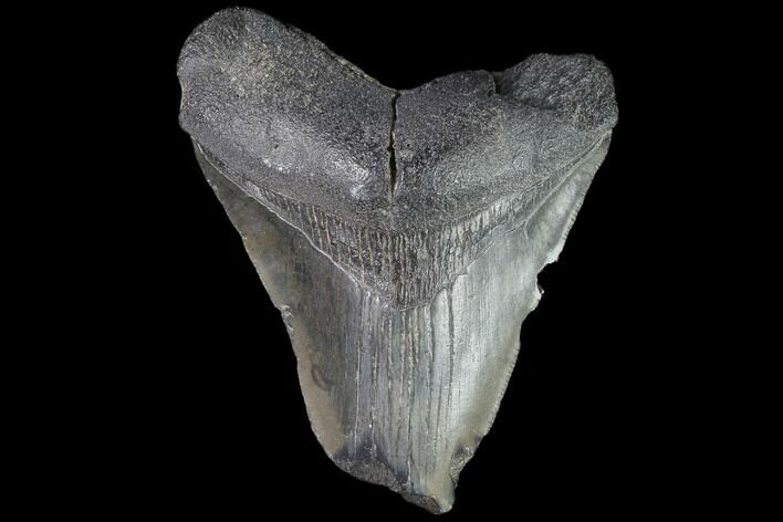 Fossil Megalodon Tooth - Feeding Damaged Tip #88996